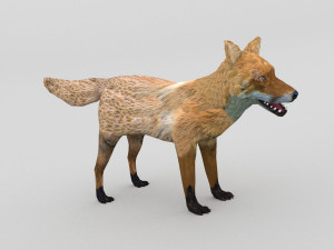 red fox Modelo 3D