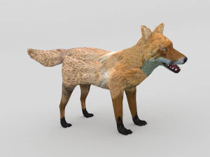 アカギツネ 3Dモデル