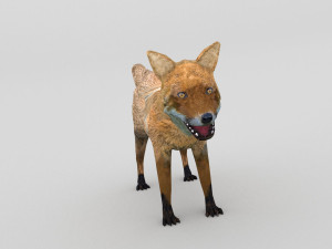 red fox Modelo 3D