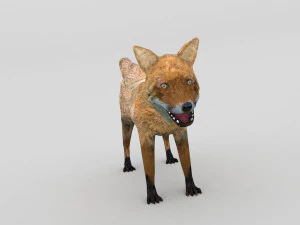 アカギツネ 3Dモデル