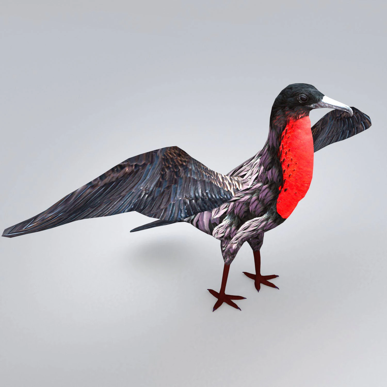 magnificent frigatebird fregata magnificens 3D Model .c4d .max .obj .3ds .fbx .stl .blend 