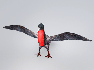 magnificent frigatebird fregata magnificens 3D Model