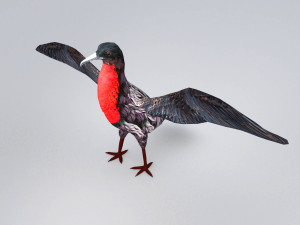 magnificent frigatebird fregata magnificens 3D Model