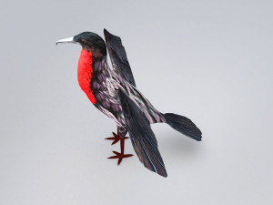 magnificent frigatebird fregata magnificens 3D Model