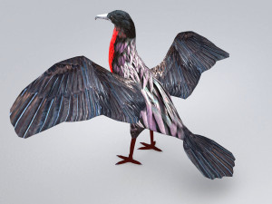 magnificent frigatebird fregata magnificens 3D Model