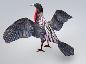 magnificent frigatebird fregata magnificens 3D Model