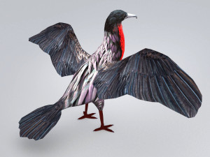 magnificent frigatebird fregata magnificens 3D Model