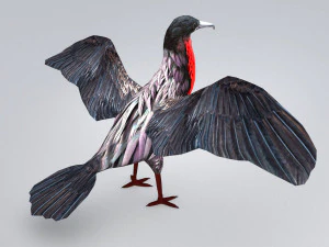 magnificent frigatebird fregata magnificens 3D Model