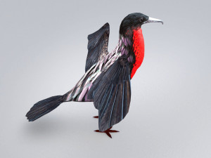 magnificent frigatebird fregata magnificens 3D Model