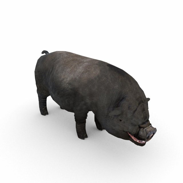 vietnamese pot-bellied pig Modelo 3D .c4d .max .obj .3ds .fbx .stl .blend 