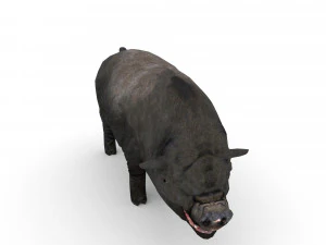 vietnamese pot-bellied pig 3D Model