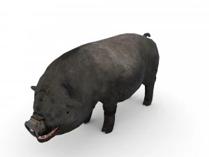 vietnamese pot-bellied pig 3D Model