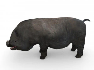 vietnamese pot-bellied pig 3D Model