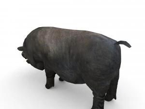 vietnamese pot-bellied pig 3D Model