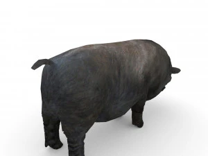 vietnamese pot-bellied pig 3D Model