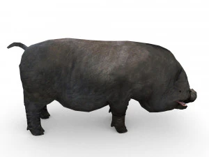 vietnamese pot-bellied pig 3D Model