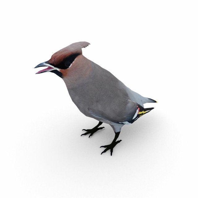 waxwing Modelo 3D .c4d .max .obj .3ds .fbx .stl .blend