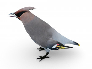 waxwing Modelo 3D