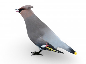 waxwing Modelo 3D