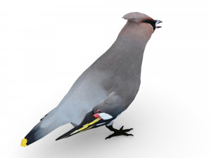 waxwing Modelo 3D