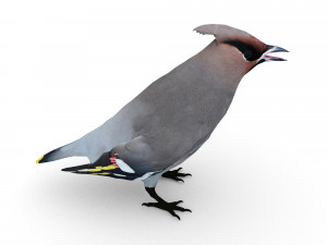waxwing Modelo 3D
