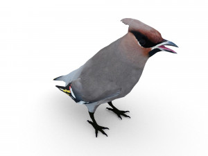 waxwing Modelo 3D