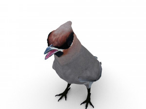 waxwing Modelo 3D