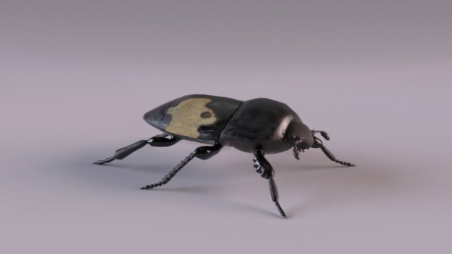 saprinus interruptus beetle Modelo 3D .c4d .max .obj .3ds .fbx .stl .blend 