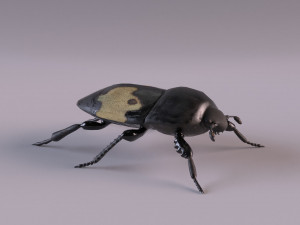 saprinus interruptus beetle 3D Model
