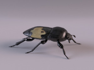 saprinus interruptus beetle Modelo 3D