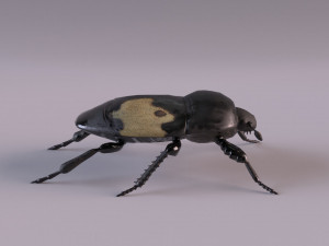 saprinus interruptus beetle Modelo 3D