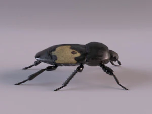 saprinus interruptus beetle 3D Model