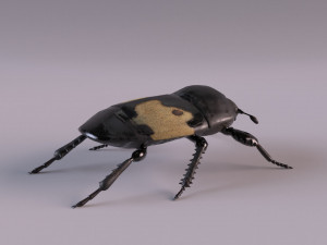 saprinus interruptus beetle Modelo 3D