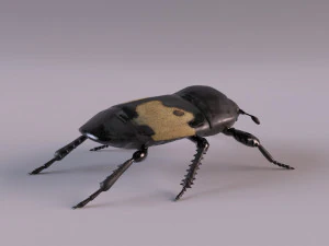 saprinus interruptus beetle 3D Model