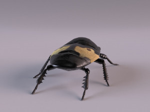 saprinus interruptus beetle Modelo 3D