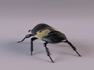 saprinus interruptus beetle 3D Model