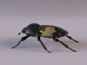 saprinus interruptus beetle Modelo 3D