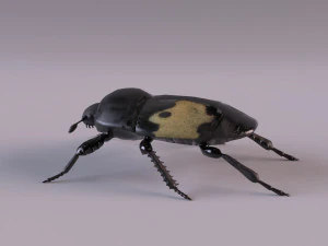 saprinus interruptus beetle 3D Model