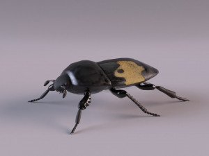 saprinus interruptus beetle Modelo 3D