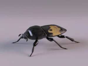 saprinus interruptus beetle 3D Model