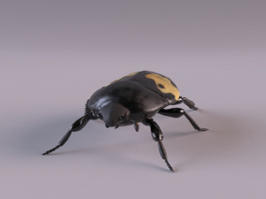 saprinus interruptus beetle Modelo 3D