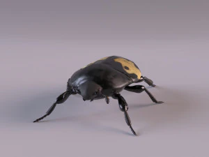 saprinus interruptus beetle 3D Model