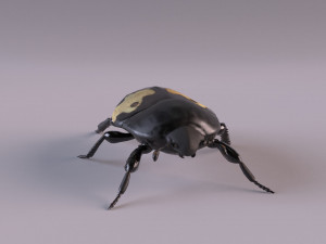 saprinus interruptus beetle Modelo 3D