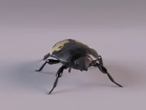 saprinus interruptus beetle 3D Model