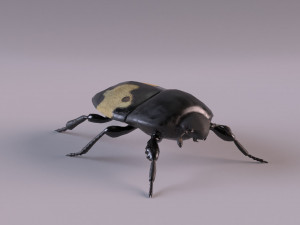 saprinus interruptus beetle Modelo 3D
