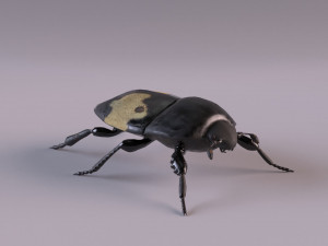 saprinus interruptus beetle Modelo 3D
