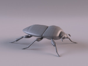 saprinus interruptus beetle Modelo 3D