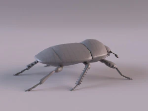 saprinus interruptus beetle 3D Model
