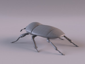 saprinus interruptus beetle Modelo 3D