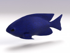 blue damselfish 3D Model
